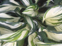 Hosta 'Fireworks'