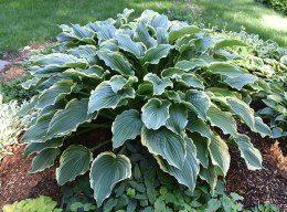 Hosta 'Spring Fling'