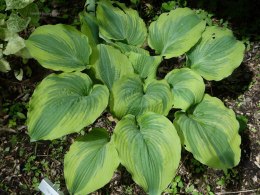 Hosta 'The King'