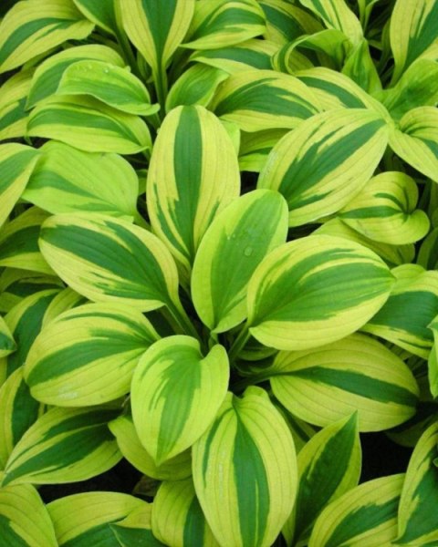 Hosta 'Velvet Moon'