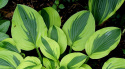 Hosta 'Velvet Moon'