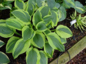 Hosta 'Velvet Moon'