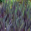 Irys 'Gerarld Darby'- Iris versicolor