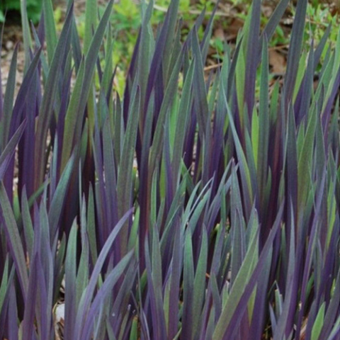 Irys 'Gerarld Darby'- Iris versicolor