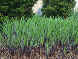 Irys 'Gerarld Darby'- Iris versicolor