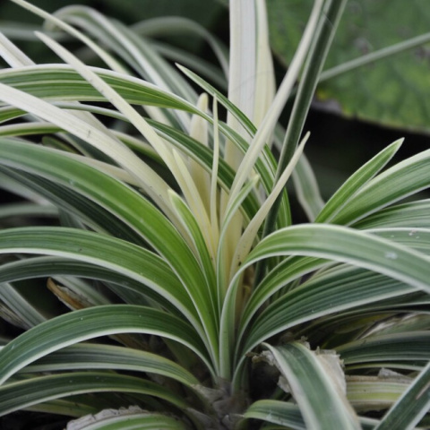 Konwalnik - Ophiopogon japonicus 'Minor Varieg.