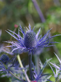 Mikołajek- Eryngium zabelii 'Violetta'