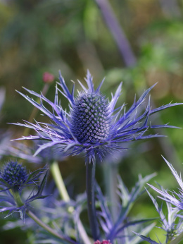 Mikołajek- Eryngium zabelii 'Violetta'