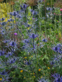 Mikołajek- Eryngium zabelii 'Violetta'