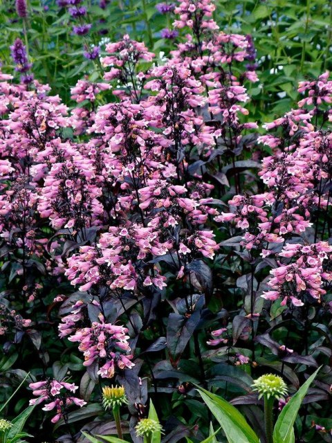 Penstemon 'Dakota Burgundy'