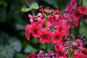 Pierwiosnek japoński - Primula japonica 'Miller's Crimson'