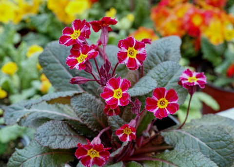 Pierwiosnek- Primula 'Dark Rosaleen'