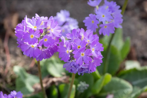 Pierwiosnek ząbkowany 'Lila'- Primula dendiculata