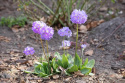 Pierwiosnek ząbkowany 'Lila'- Primula dendiculata