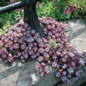 Rozchodnik łopatkowaty 'Purpureum' - Sedum spathulifolium