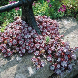 Rozchodnik łopatkowaty 'Purpureum' - Sedum spathulifolium