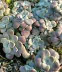 Rozchodnik łopatkowaty 'Purpureum' - Sedum spathulifolium