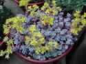 Rozchodnik łopatkowaty 'Purpureum' - Sedum spathulifolium