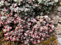 Rozchodnik łopatkowaty 'Purpureum' - Sedum spathulifolium