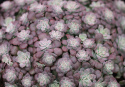 Rozchodnik łopatkowaty 'Purpureum' - Sedum spathulifolium