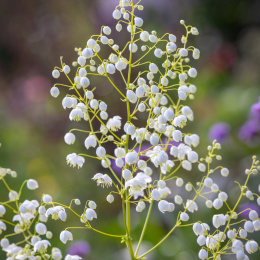 Rutewka Delavay'a Album - Thalictrum delavayi album