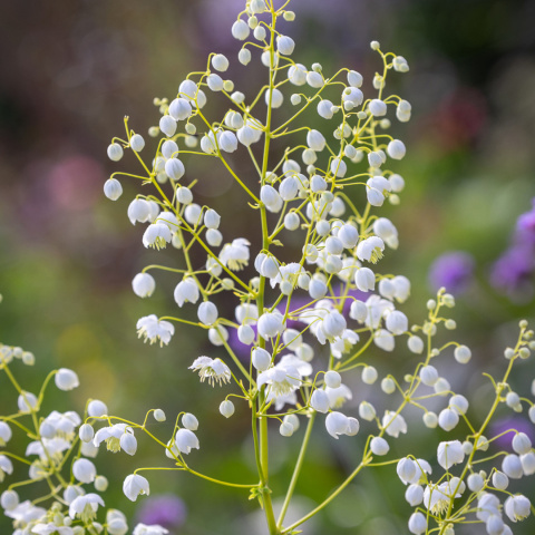 Rutewka Delavay'a Album - Thalictrum delavayi album