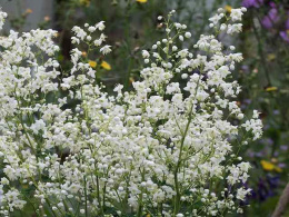 Rutewka Delavay'a Album - Thalictrum delavayi album