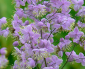 Rutewka Delavay'a 'Ankum' - Thalictrum delavayi