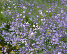 Rutewka Delavay'a 'Ankum' - Thalictrum delavayi