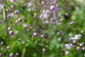 Rutewka Delavay'a 'Ankum' - Thalictrum delavayi