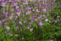 Rutewka Delavay'a 'Ankum' - Thalictrum delavayi