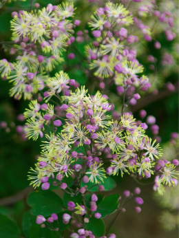 Rutewka Delavay'a 'Anne' - Thalictrum delavayi