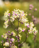 Rutewka Delavay'a 'Anne' - Thalictrum delavayi