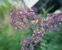 Rutewka Delavay'a 'Anne' - Thalictrum delavayi