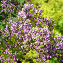 Rutewka Delavay'a 'Anne' - Thalictrum delavayi