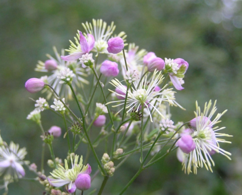 Rutewka Delavay'a 'Elin' - Thalictrum delavayi