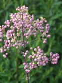 Rutewka Delavay'a 'Elin' - Thalictrum delavayi