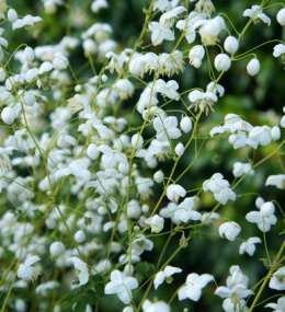 Rutewka Delavay'a 'Splendide White' - Thalictrum delavayi