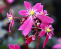 Skalnica Fortune'a 'Black Ruby'- Saxifraga fortunei