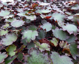 Skalnica Fortune'a 'Black Ruby'- Saxifraga fortunei