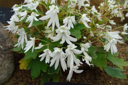 Skalnica Fortune'a 'Shiranami' - Saxifraga fortunei