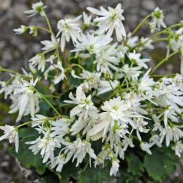 Skalnica Fortune'a 'Shiranami' - Saxifraga fortunei