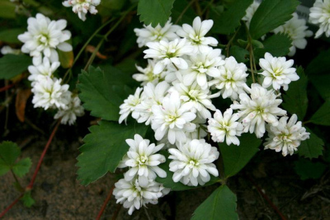 Skalnica ziarenkowata 'Plena'- Saxifraga granulata 'Plena'