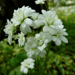 Skalnica ziarenkowata 'Plena'- Saxifraga granulata 'Plena'