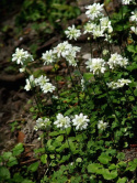 Skalnica ziarenkowata 'Plena'- Saxifraga granulata 'Plena'