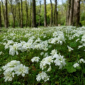 Skalnica ziarenkowata 'Plena'- Saxifraga granulata 'Plena'