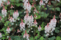 Tiarella 'Pink Skyrocket'