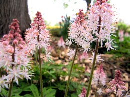 Tiarella 'Pink Skyrocket'