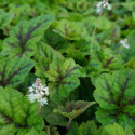 Tiarella 'Sunset Ridge'