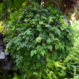 Tiarella 'Oregon Trail'